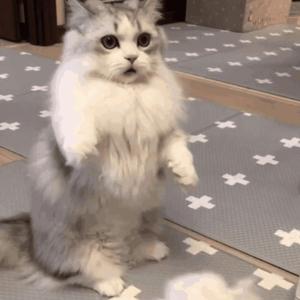 熟妇局长的淫态
