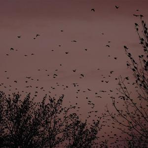 熟妇局长的淫态
